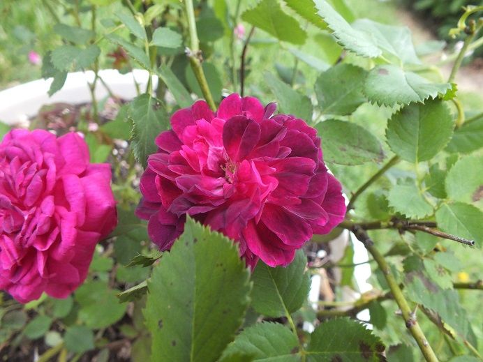  photo eugenecemetary3_zpsb22a590c.jpg